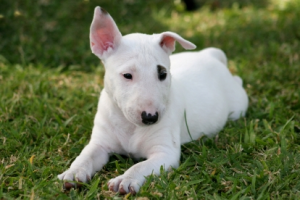 dogs-dog allergy-allergies-hypoallergenic-dog breeds-breed list dogs-dog allergy-allergies-hypoallergenic-dog breeds-breed list