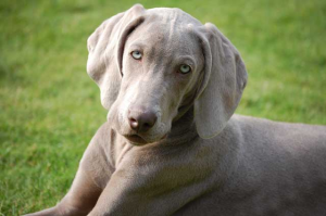 dogs-dog allergy-allergies-hypoallergenic-dog breeds-breed list dogs-dog allergy-allergies-hypoallergenic-dog breeds-breed list