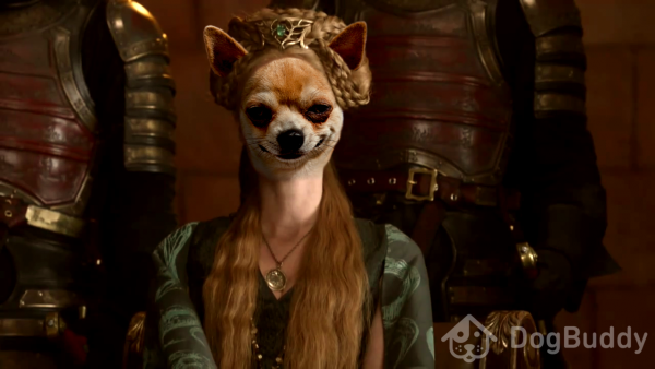 Chihuahua dressed like Cersei Lannister from Games of Thrones DogBuddy version Game of Bones