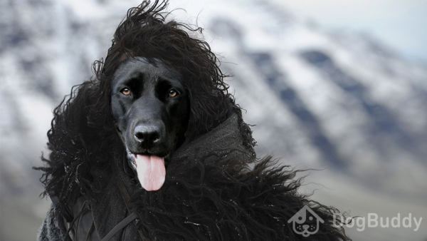 Black Labrador dressed like Jon Snow from Game of Thrones DogBuddy version Game of Bones