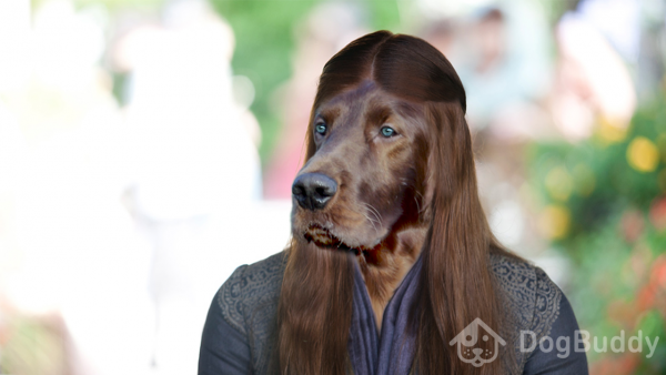 Chocolate Labrador dressed like Sansa Stark from Game of Thrones DogBuddy version Game of Bones