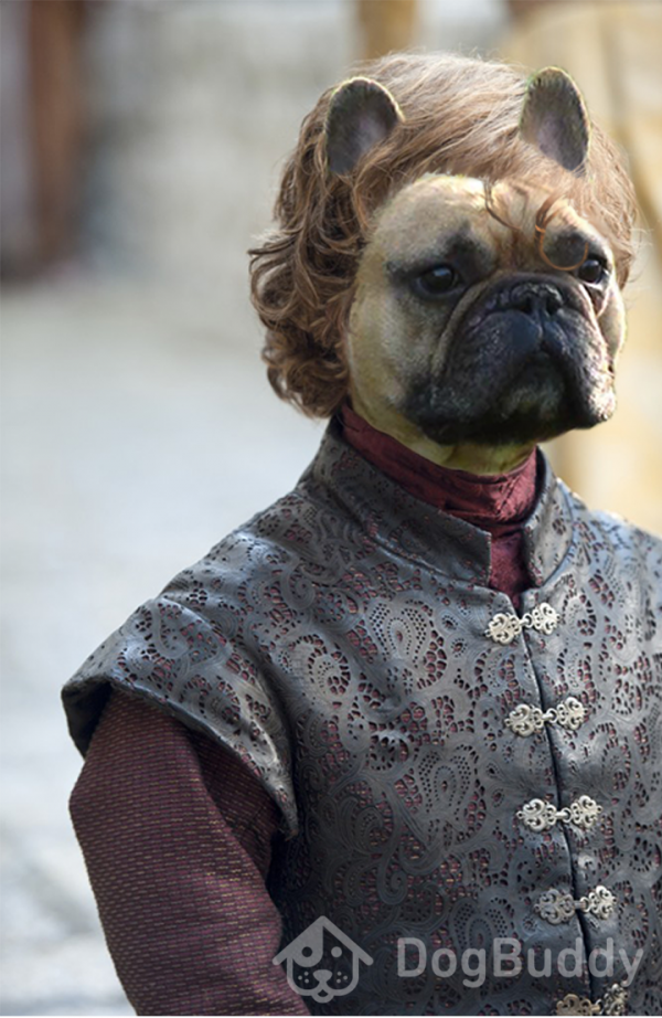 Fawn coloured French Bulldog dressed like Tyrion Lannister from Game of Thrones in DogBuddy version Game of Bones