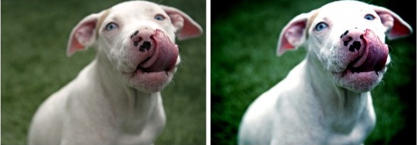 lomography dog before and after