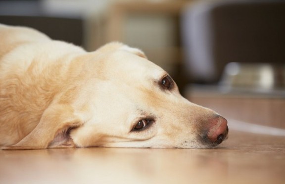 Golden Retriever Labrador lying on a wooden floor