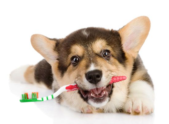 La higiene dental de tu perro es muy importante. 