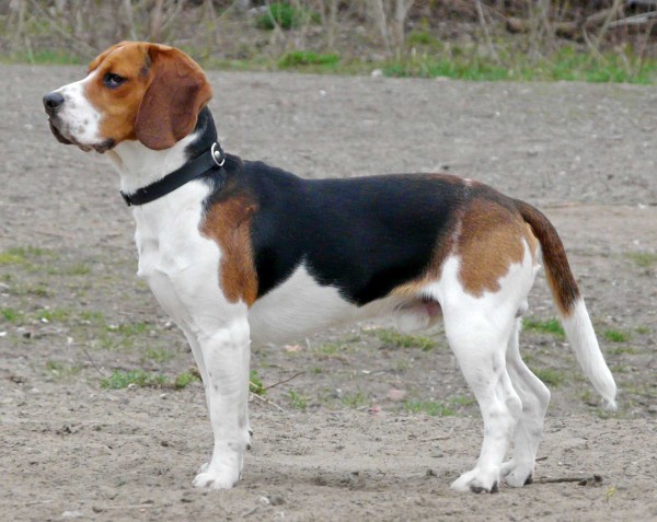 Beagle dog standing profile one of the top dogs for kids
