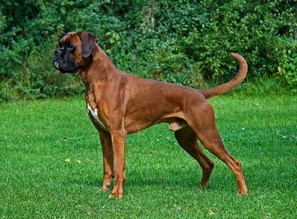 Male Boxer dog standing in a sunny field one of the top dogs for kids