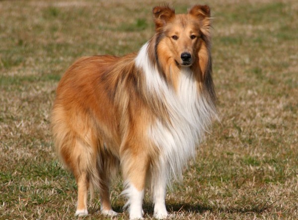 Collie dog standing in a sunny field one of the top dogs for kids