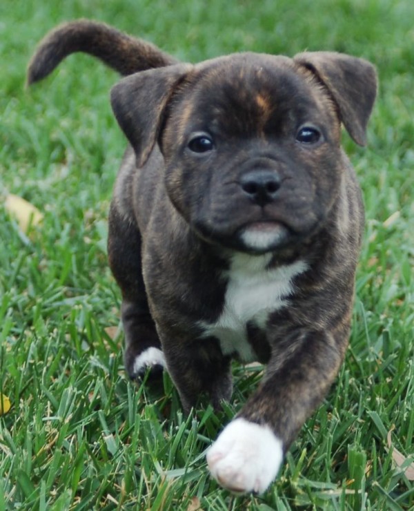 Staffordshire Bull Terrier Brindle Puppy in a field one of the top dogs for kids