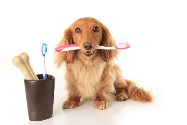 cane con spazzolino da denti rosa in bocca