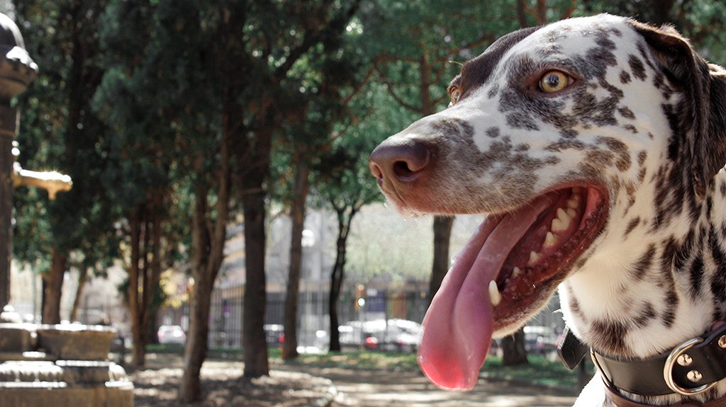 Perro raza setter en el parque de la estació de nord de Barcelona, España