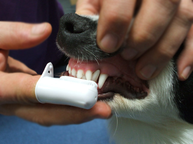 Dental care for dogs