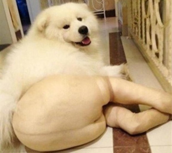 Fluffy Chow Chow Dog wearing human tights lying on kithen floor funny dogaring