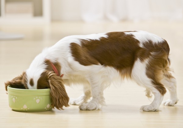 cane che mangia da una ciotola verde