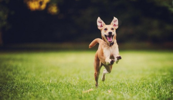 cane che corre felice nel parco