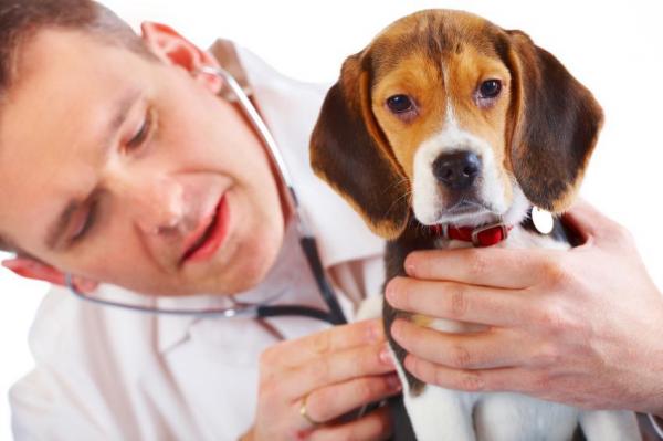 perro con veterinario presentando síntomas de Leishmaniosis