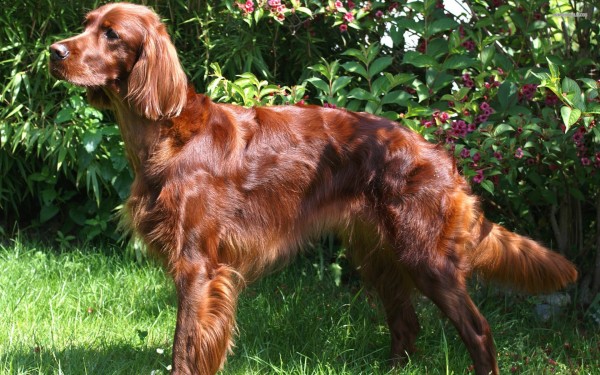 Irish Red Setter Dog standing in a sunny garden one of the top dogs for kids