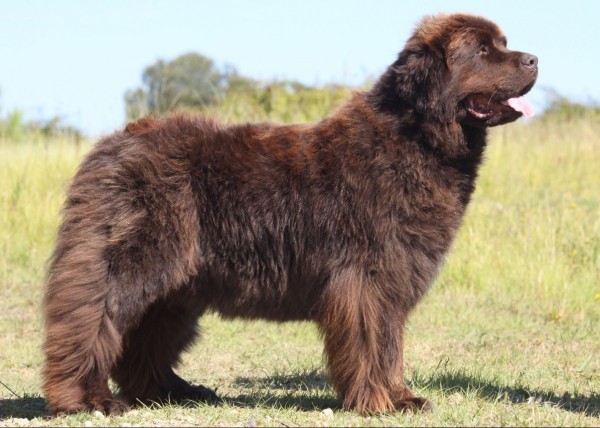 large newfoundland dog standing in a sunny field one of the top dogs for kids