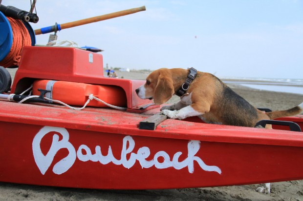 cane con barca rossa baubeach