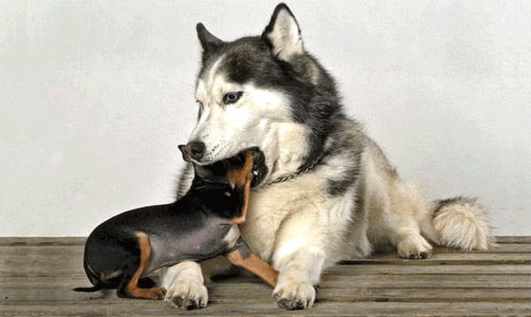 Husky and Dacshund recreating the regurgatation eliciting behaviour seen in puppies to mother dogs