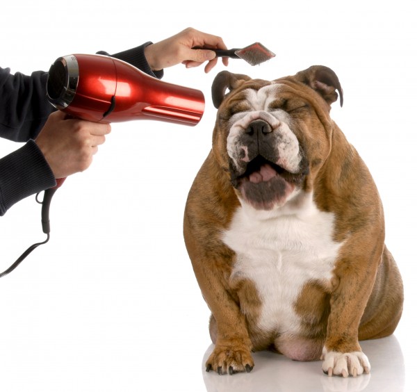 English bulldog being groomed with a hairdryer and brush
