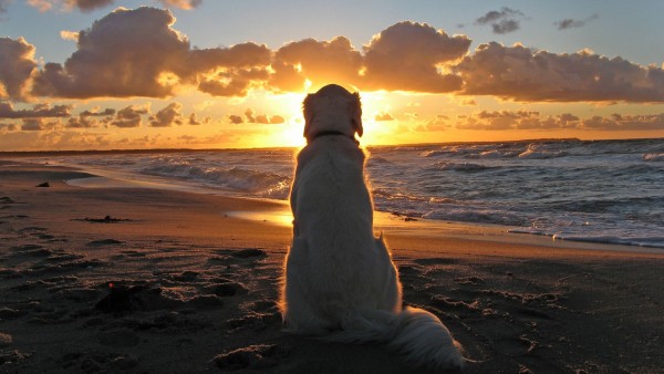 Golden retriever sitiing on a beach watching the sunset