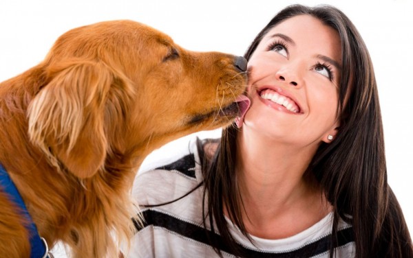 Labrador Retriever licking female human face