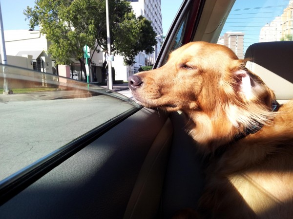 Golden retriever in the sun with head out the car window