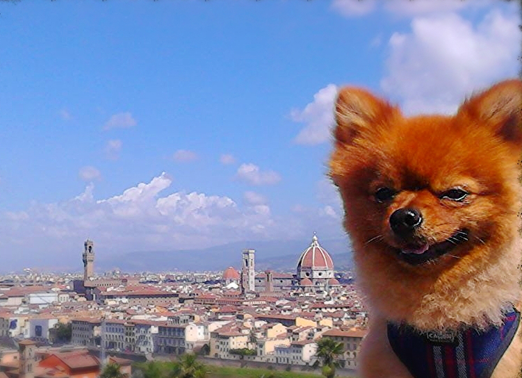 cane marrone con vista di firenze nello sfondo