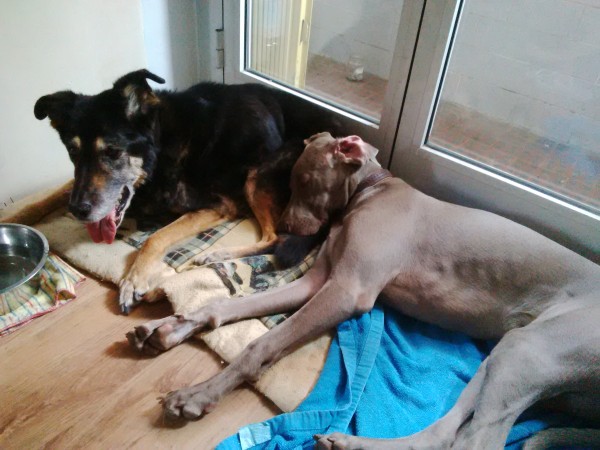 weinmaraner e cane vissuto in gabbia 14 anni insieme a casa della dogsitter dogbuddy