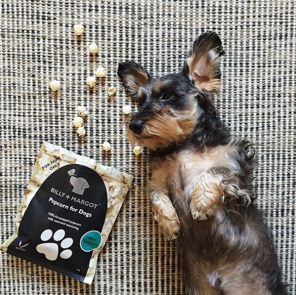 Terrier dog lying on back after eating a box of dog treat popcorn for dogs