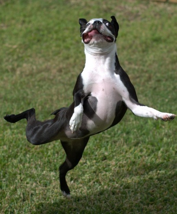 Boston terrier jumping dancing in the sun in a field