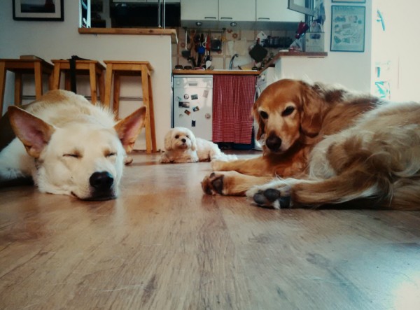 tre cani, grandi e uno piccolo appoggiati su un pavimento di legno in una cucina ospiti della dogsitter dogbuddy