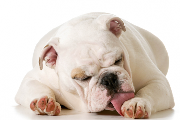 White bulldog licking paw wound