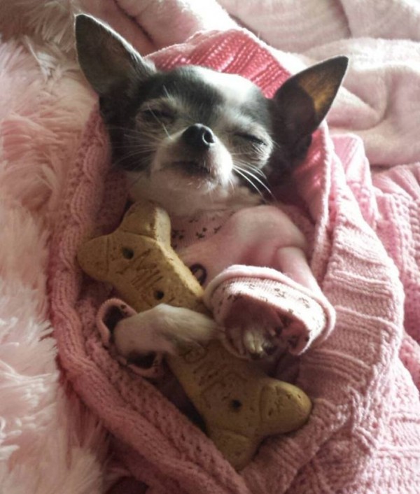 chihuahua con pelo nero e bianco dorme su una coperta rosa con un vestitino rosa e un biscotto in mano
