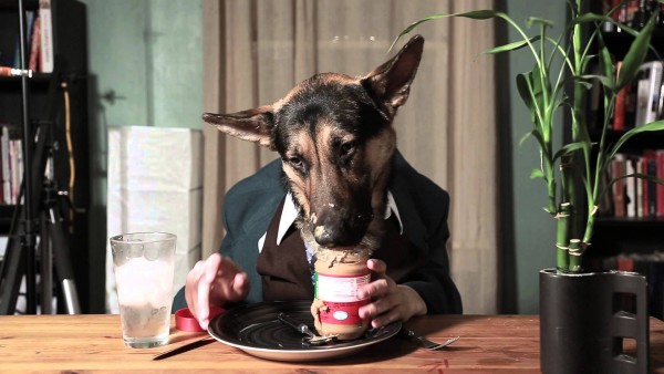 suit wearing german shepherd dog eating peanut butter out of the jar at a table