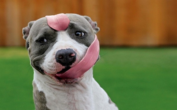 Pit bull Staffie dog long tongue lick