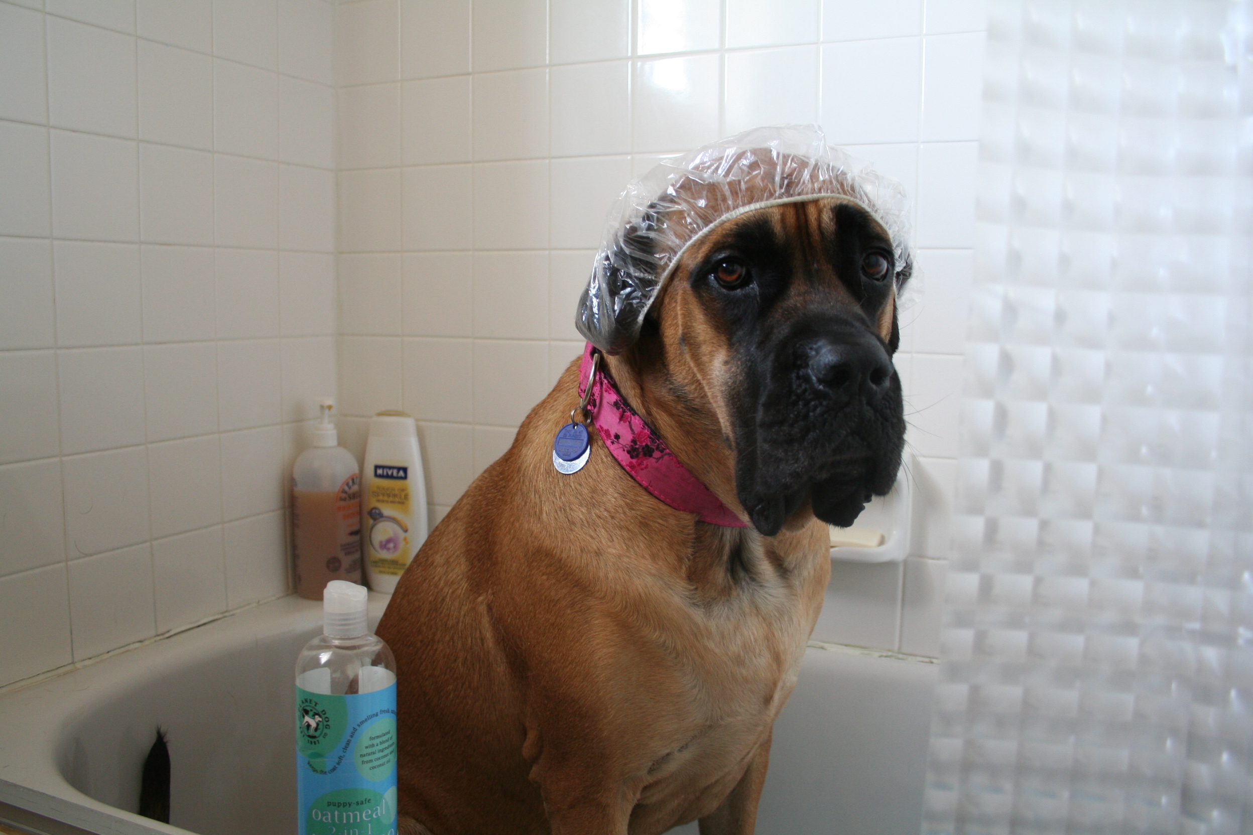 Bull MAstiff wearing a shower cap in the shower bath