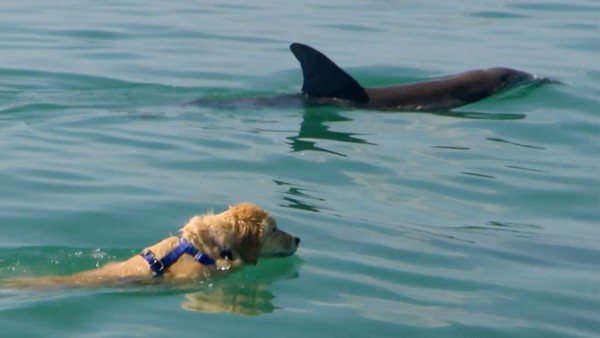 Golden retriever dog swimming with dolphins