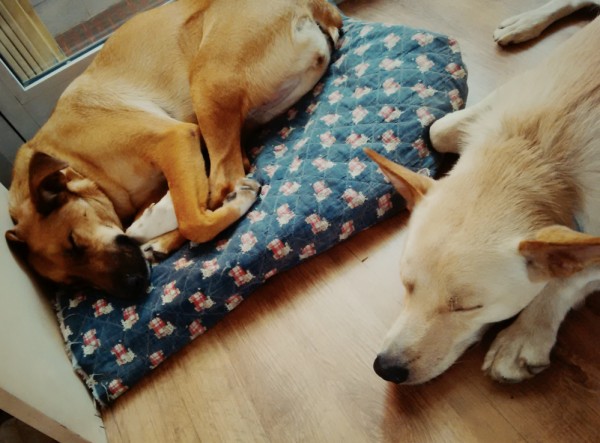 due cani uno col pelo bianco e uno col pelo marrone dormono in casa della dogsitter dogbuddy
