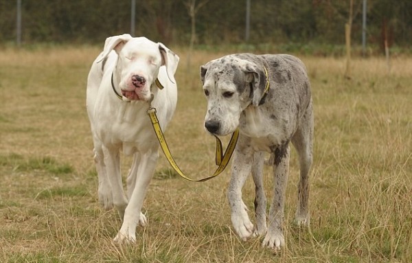 Lily blind dog Great Dane leads Maddison blind Great Dane for the DogBuddy Hero dogs blog