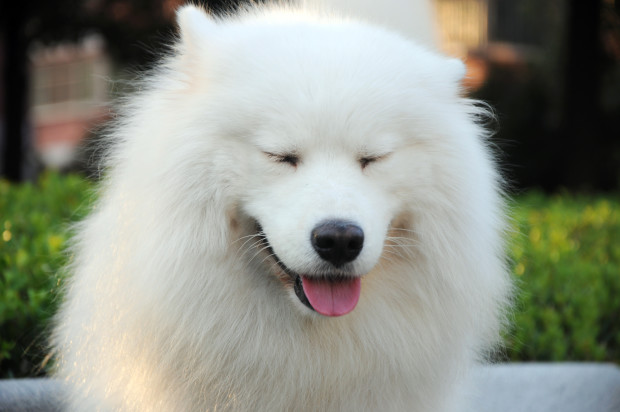cane di razze samoiedo sorride pelo bianco 