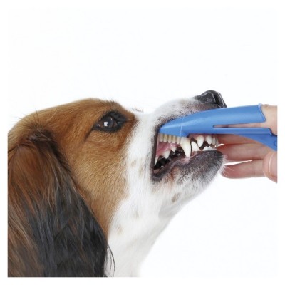 chien brosse à dents