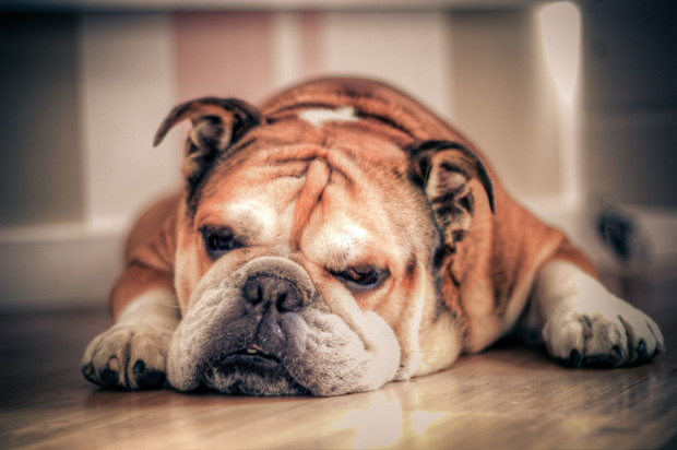 cane di razze bulldog inglese dorme su un pavimento di legno 