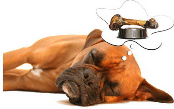 dimostrazione di sonno canino: cane con pelo marrone dorme sognando un osso e una ciotola