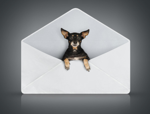 cane dentro una busta per lettere mail e-mail marketing