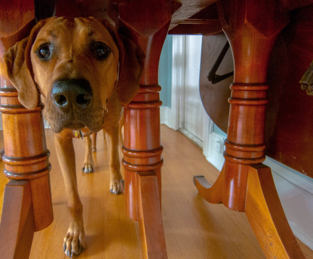 cane con pelo marrone sotto un tavolo di legno cercando cibo 