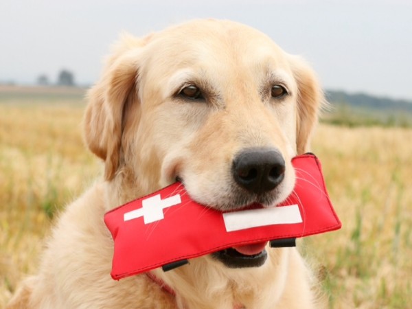 Labrador retriever in a field with a medical pack in mouth