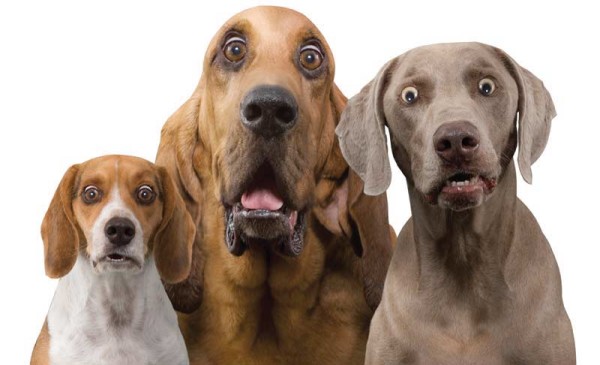 three funny humour dogs with wide eyes looking into the camera for DogBuddy blog dog sitting business article