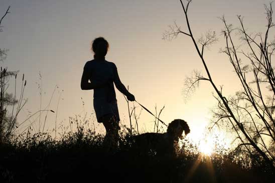 dog walking at night or early morning to keep a dog cool in hot weather